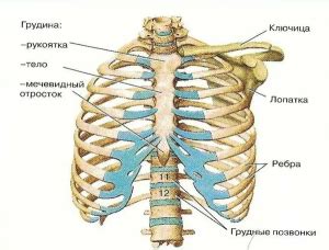 Что такое проекция ребра