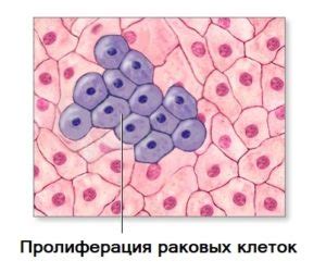 Что такое пролиферация?