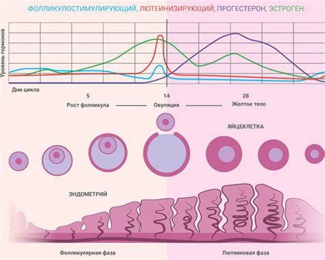 Что такое простая железистая гиперплазия эндометрия