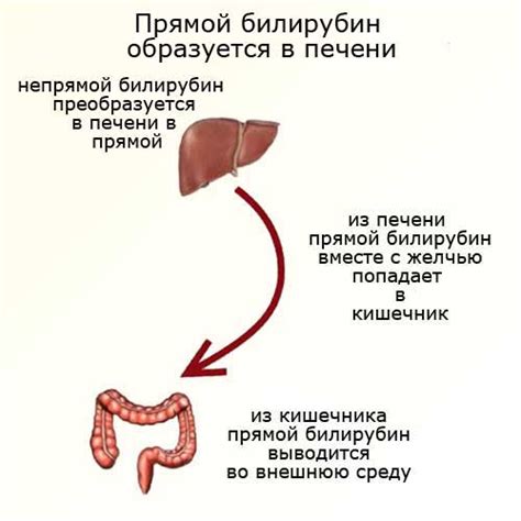 Что такое прямой билирубин?