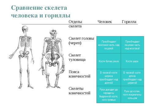 Что такое прямохождение человека?