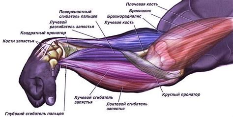 Что такое пульсация мышцы на руке и как она возникает?