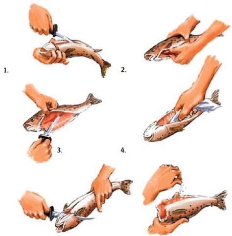 Что такое разделка рыбы: описание процесса