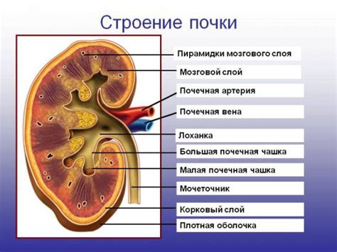 Что такое расширение лоханки почки?