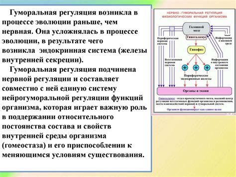 Что такое регуляция функций