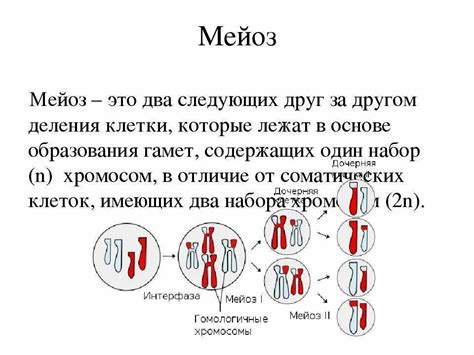 Что такое редукционное деление мейоза?