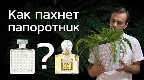 Что такое рекреативные ароматы?