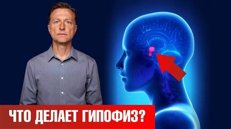 Что такое рыхлый гипофиз?