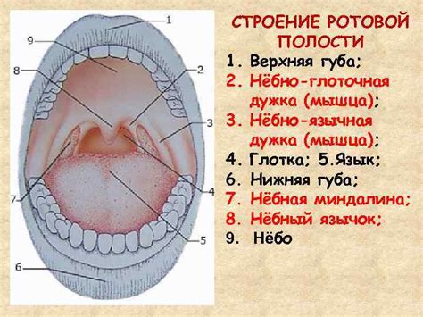 Что такое санированный рот и зачем его осуществлять?