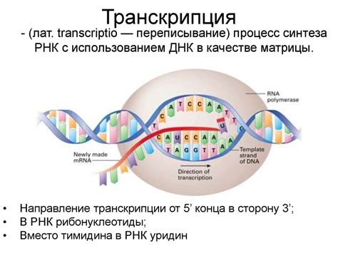 Что такое синтезироваться в биологии?