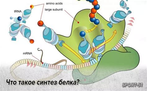 Что такое синтез белка?