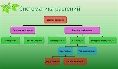 Что такое систематика и какие принципы она следует?