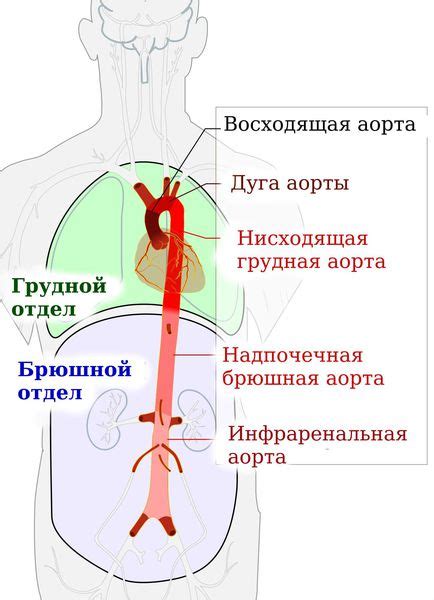 Что такое склерозирование грудного отдела аорты?