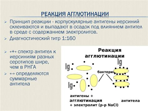 Что такое слабая агглютинация?