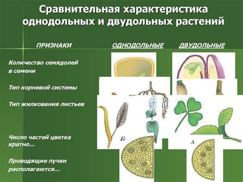 Что такое совокупность растений?