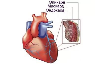 Что такое сократительная способность миокарда?