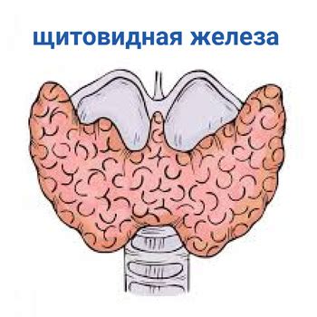 Что такое сокращение ТТТ в медицине и как его дешифровать?