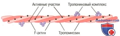 Что такое сокращение cap?