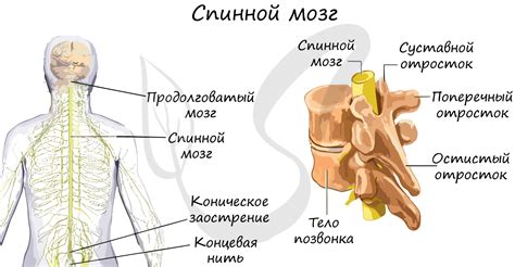 Что такое спинной мозг?