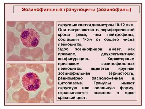 Что такое способ эпителиальных клеток цервикальный?