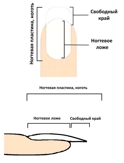 Что такое сращивание ногтя?