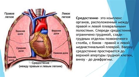 Что такое средостение и как оно расположено?