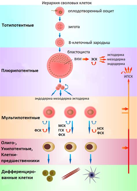 Что такое стволовые клетки человека