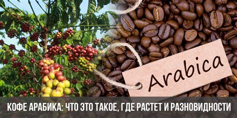 Что такое стопроцентная арабика?