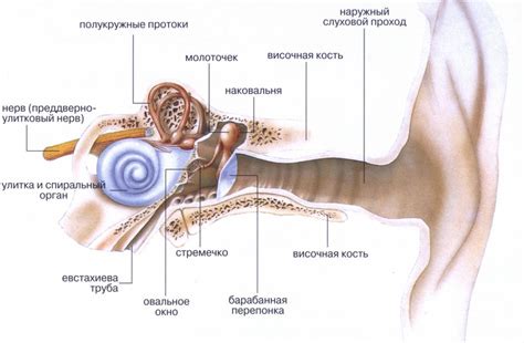 Что такое стремечко булатное?