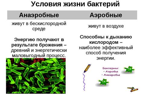 Что такое строгие анаэробы?