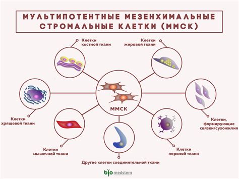 Что такое стромальные клетки?