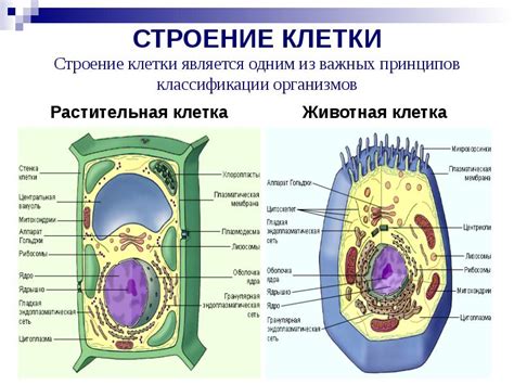 Что такое строма клеточная?