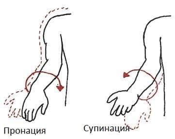 Что такое супинация предплечья и каковы ее функции?