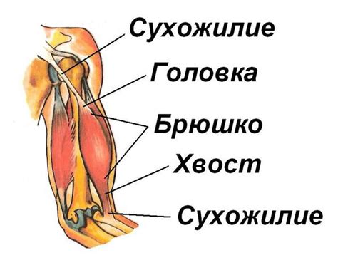 Что такое сухожилия