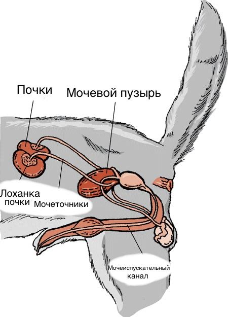 Что такое твердый мочевой пузырь у кота?