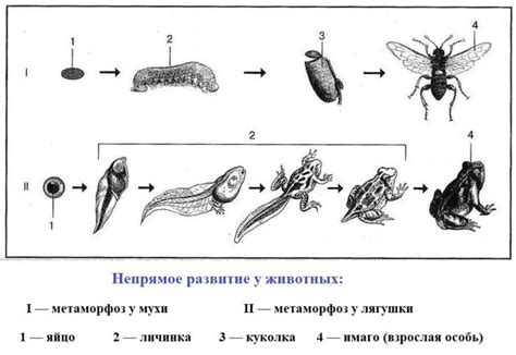 Что такое тип развития с полным превращением?