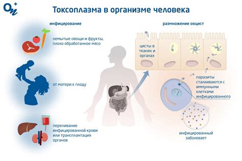 Что такое токсоплазмоз и его причины?