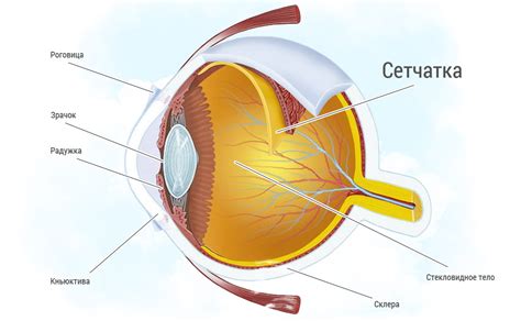 Что такое тонкая сетчатка глаза?