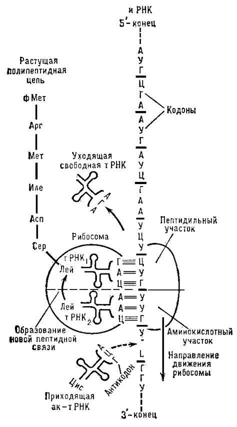 Что такое трансляция