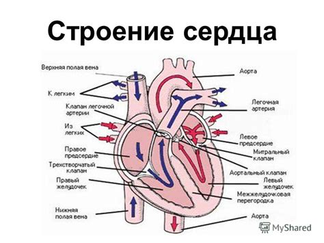 Что такое трепещущее сердце