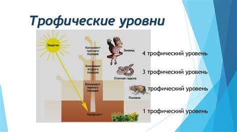 Что такое трофический эффект и его значение в экосистеме