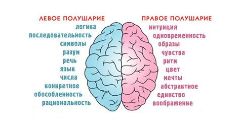 Что такое умный лоб и как развить интеллект головного мозга?