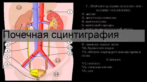 Что такое уродинамика почек?