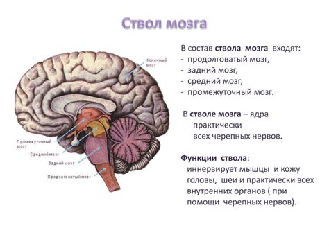 Что такое усыхание мозга и почему оно возникает?