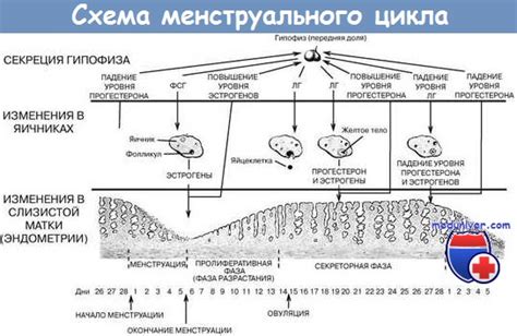 Что такое фаза секреции?