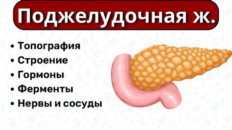 Что такое фестончатый контур поджелудочной железы?