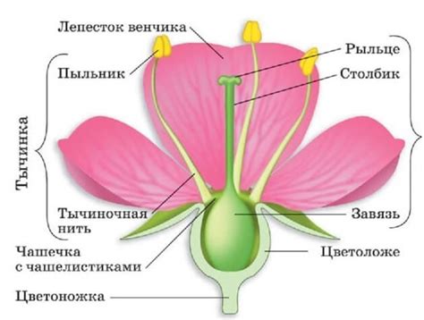 Что такое формула цветка ЧСЛТП?