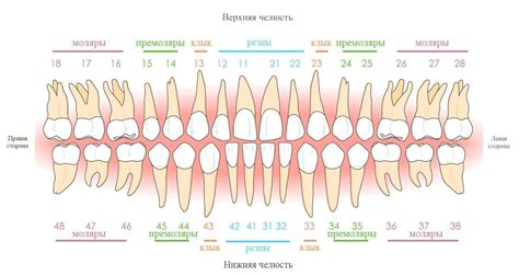 Что такое фронтальная группа зубов?