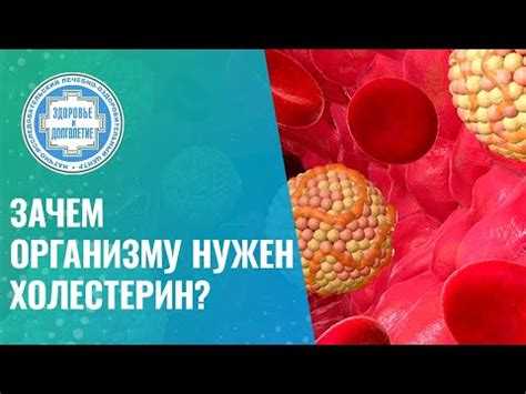 Что такое холестерин и зачем он нужен организму?