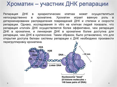 Что такое хроматин зернистый распределен равномерно?